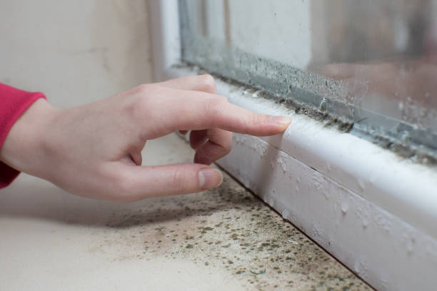 Professional Mold Removal in Woodway, TX